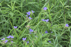 Tradescantia × andersoniana