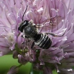 Litomegachile