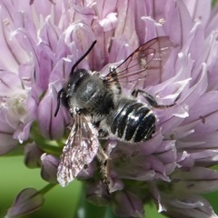 Litomegachile