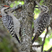 Ladder-backed Woodpecker - Photo (c) Ken Butler, some rights reserved (CC BY-NC), uploaded by Ken Butler
