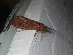 Ptilostomis ocellifera