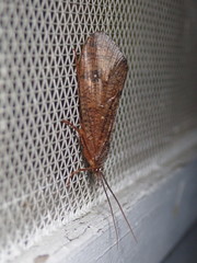 Ptilostomis ocellifera