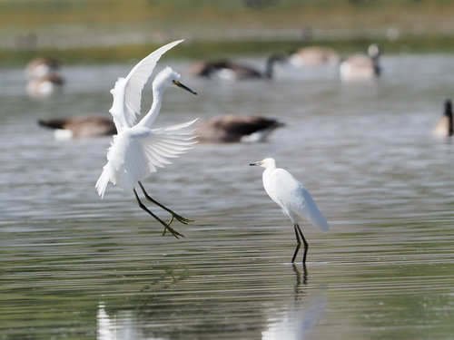 Snowy Egret photographed in Colorado
