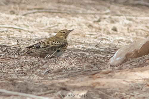 Tree Pipit