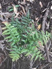 Asplenium haurakiense