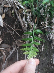 Asplenium haurakiense
