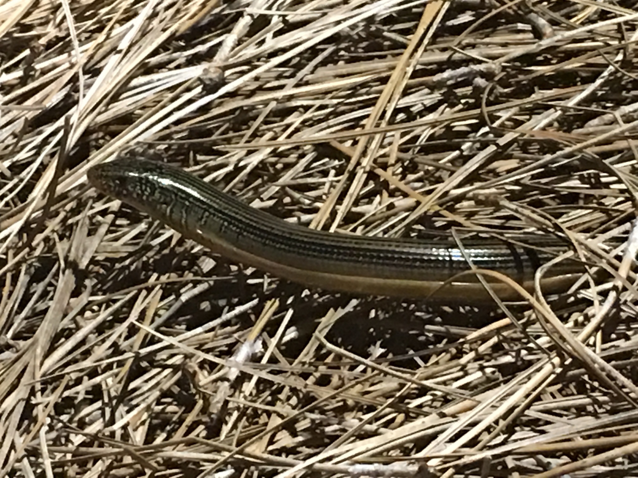 eastern glass lizard