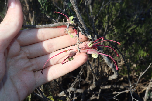 Image of Grevillea pectinata by (c) Thomas Mesaglio, some rights reserved (CC BY)