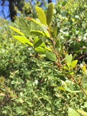 Quercus vacciniifolia