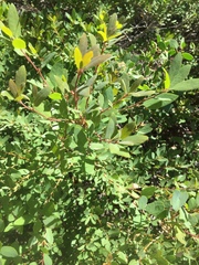 Quercus vacciniifolia