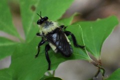 Laphria grossa