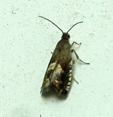 Grapholita interstinctana