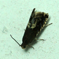 Grapholita interstinctana