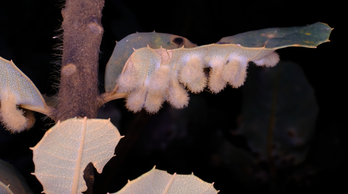 Image of Banksia coccinea by (c) Peter Crowcroft, some rights reserved (CC BY)