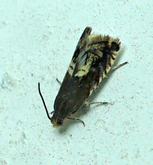 Grapholita interstinctana