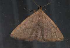 Zanclognatha pedipilalis