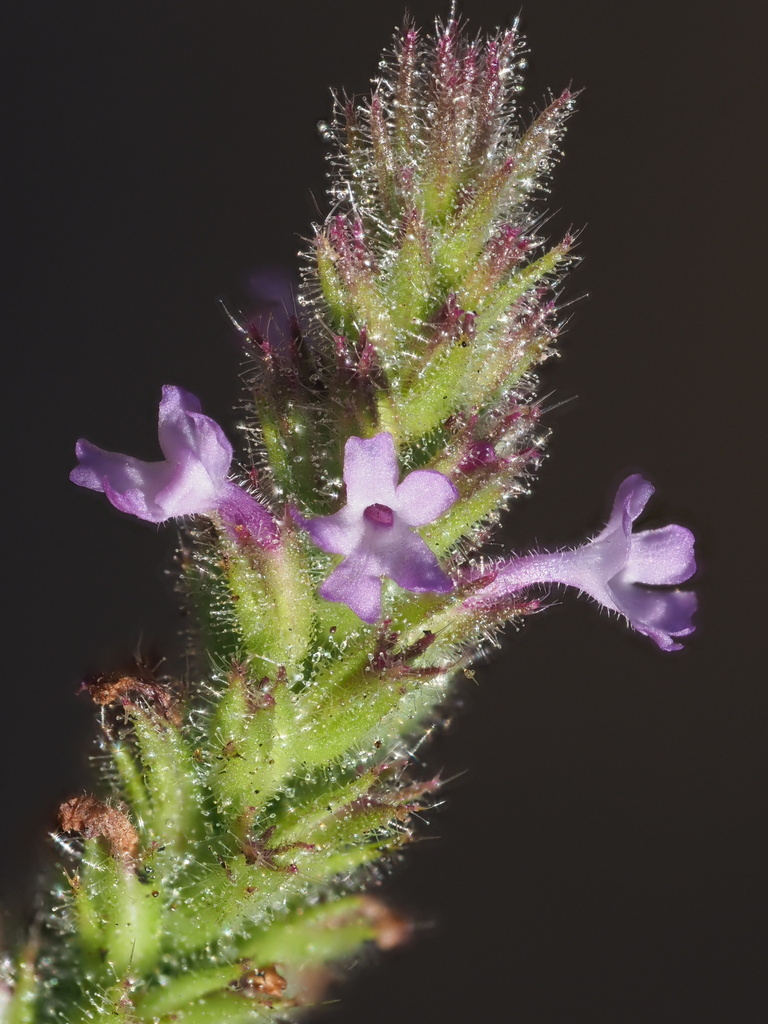 glittering vervain