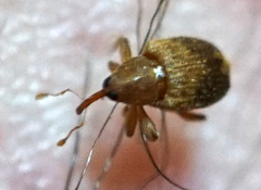 Lignyodes