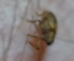 Lignyodes