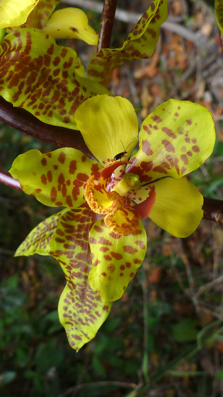 Cyrtopodium gigas (Vell.) Hoehne