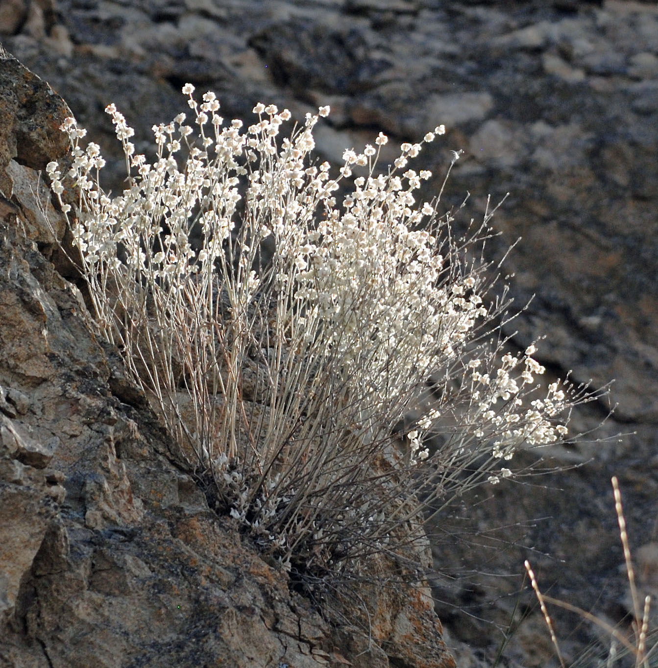 Eriogonum niveum