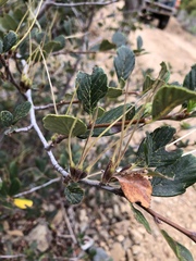 Cercocarpus betuloides blancheae