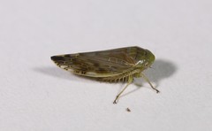 Acinopterus acuminatus