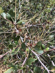 Cercocarpus betuloides blancheae