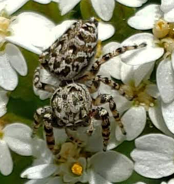 Peppered Jumping Spider