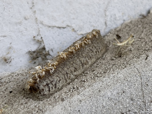 Mediterranean Mantis