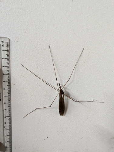 Giant Western Crane Fly photo 6