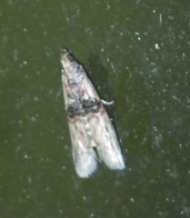 Nephopterix angustella