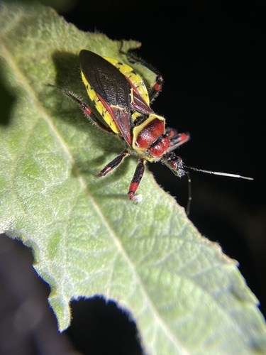 Yellow-bellied Bee Assassin