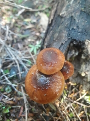 Pholiota multicingulata
