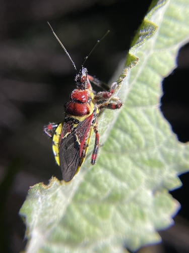 Yellow-bellied Bee Assassin