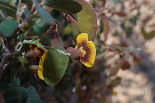 Image of Goodia medicaginea by (c) Thomas Mesaglio, some rights reserved (CC BY)