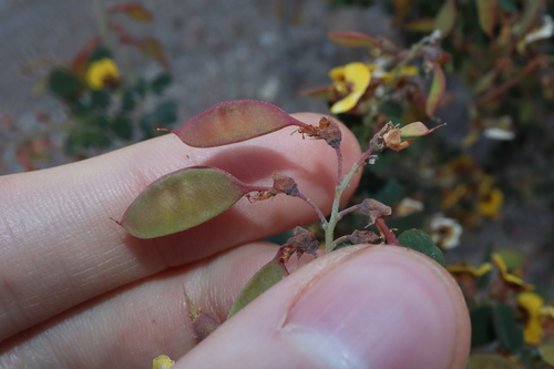 Image of Goodia medicaginea by (c) Thomas Mesaglio, some rights reserved (CC BY)