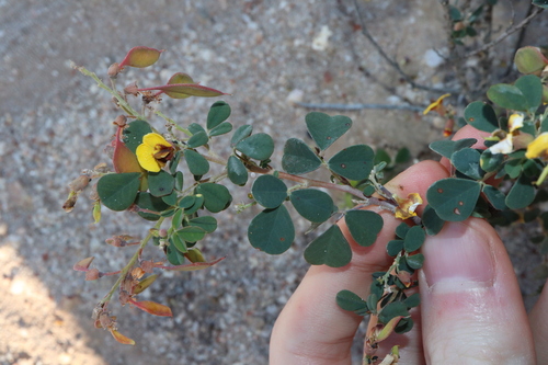 Image of Western Golden-Tip (Goodia medicaginea) by (c) Thomas Mesaglio, some rights reserved (CC BY)