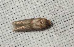 Blastobasis phycidella