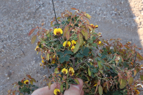 Image of Western Golden-Tip (Goodia medicaginea) by (c) Thomas Mesaglio, some rights reserved (CC BY)