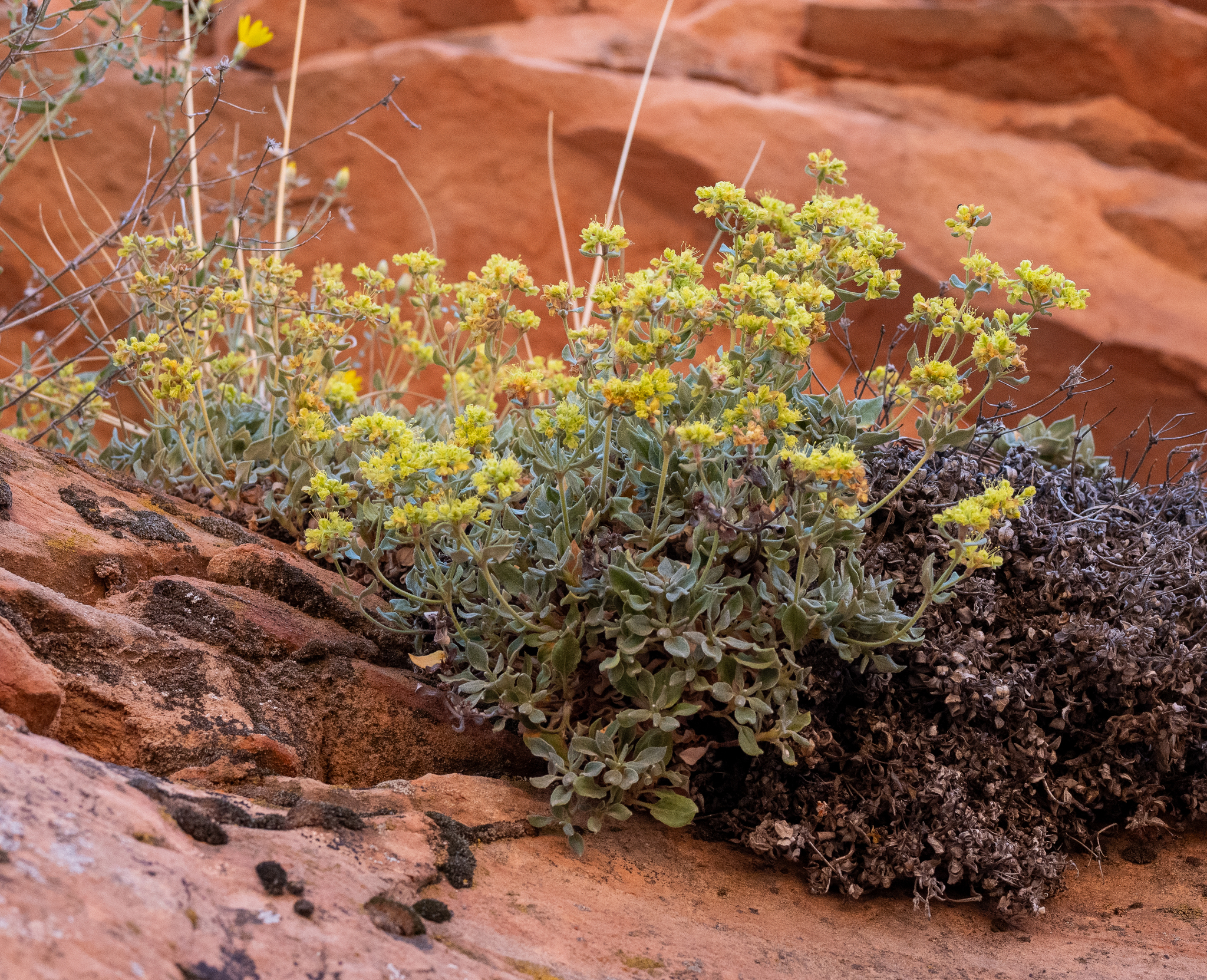 Eriogonum arcuatum