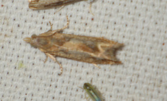 Eucosma conterminana