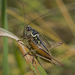 Roesel's Bush-Cricket - Photo (c) AJC1, some rights reserved (CC BY-SA)