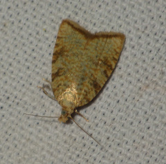 Aleimma loeflingiana