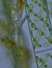Calothrix