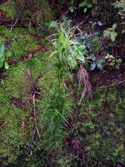 Dracophyllum sinclairii