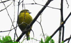 Euphonia