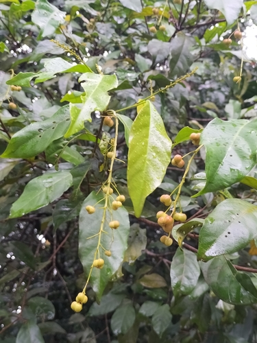 Kamala (Mallotus polyadenos)