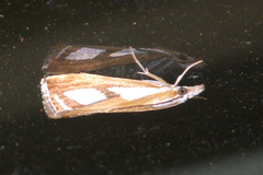 Catoptria