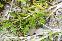 Diphasiastrum sitchense